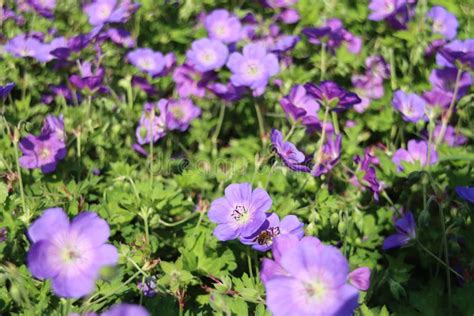 Cranesbill Geranium Rozanne In Violet Color Stock Photo Image Of Park