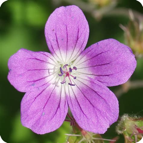 Wood Crane’s-bill (Geranium sylvaticum) plug plants