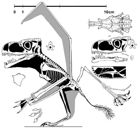 Blog Pterosaur Wades In Against