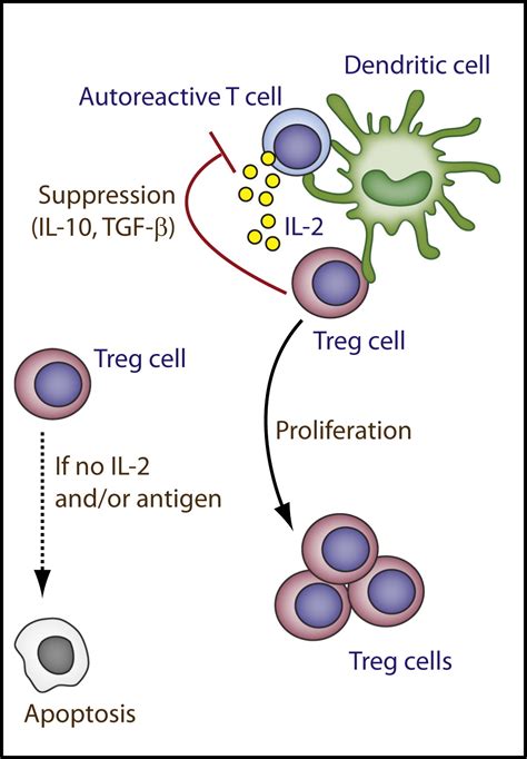 Interleukin 2 Receptor Signaling At The Interface Between Tolerance