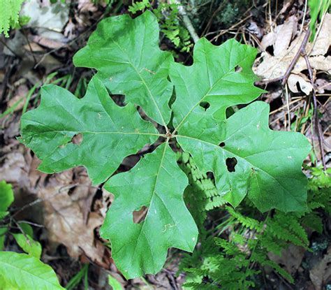 Hikers Guide To The Trees Shrubs And Vines Of Ricketts Glen State