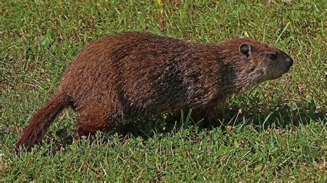 10 Bizarre But True Facts About Groundhogs | Science Facts