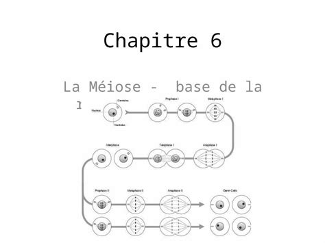 Ppt Chapitre 6 La Méiose Base De La Reproduction Sexuée Dokumentips