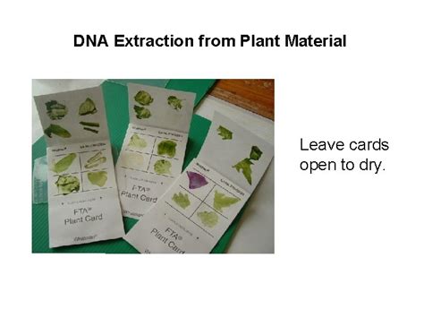 Dna Extraction Dna Extraction From Plant Material Dna