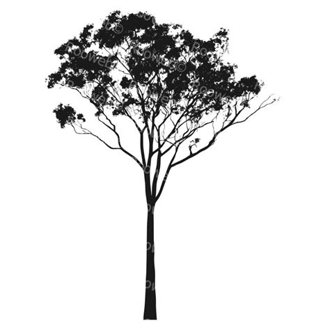 Eucalyptus Tree Tree Graphic Vector Graphics Silhouettes Gum