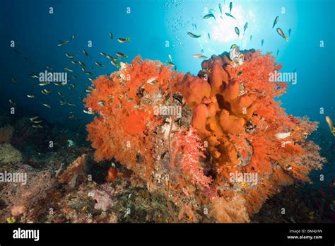 Coral Reef Raja Ampat West Papua Indonesia Stock Photo Alamy