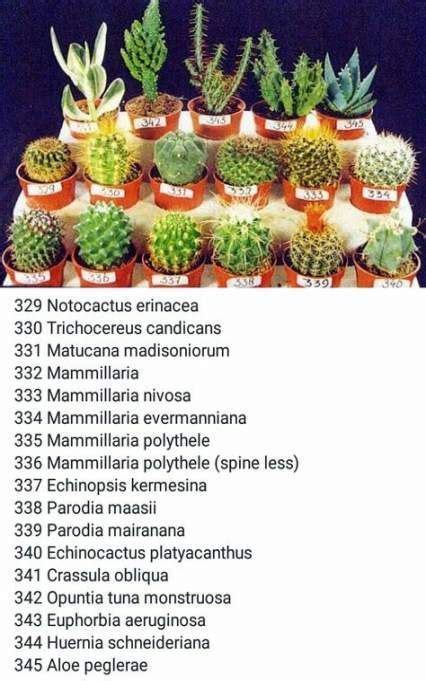 Cactus Plants Names Cactus Plants Names Kaktuspflanzen Namen