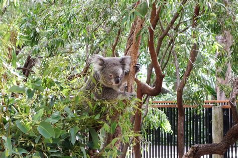 The Indolent Cook A Day At Perth Zoo