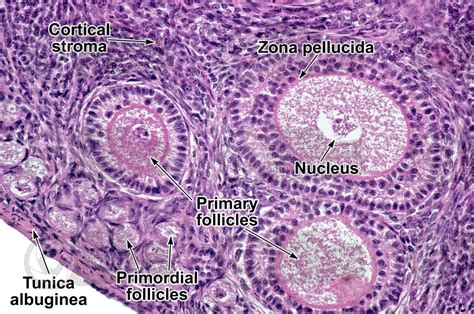 Zona Pellucida Histology