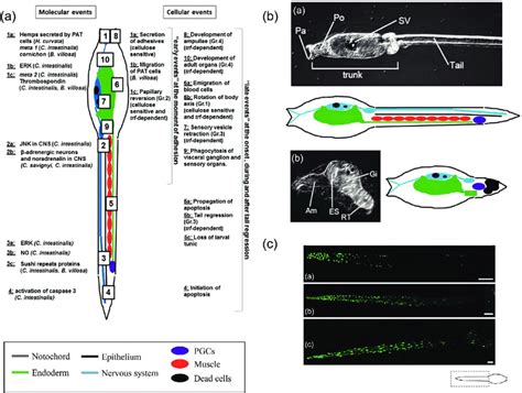 3 Metamorphosis of solitary ascidians. (a) Summary of molecular and... | Download Scientific Diagram