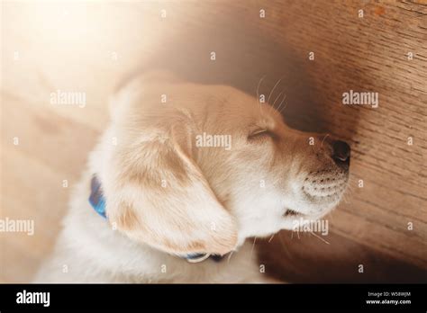 Sleeping Yellow Labrador Retriever Hi Res Stock Photography And Images