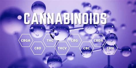 The 8 Major Cannabinoids You Should Know CBD Oil Direct