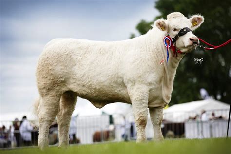 Breed Standard – The British Charolais Cattle Society