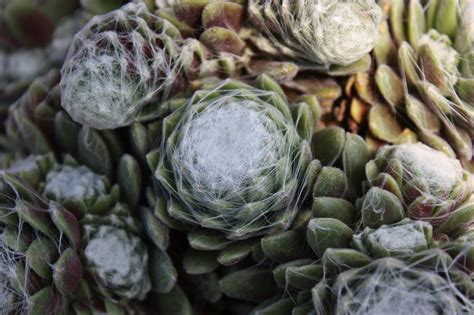 Sempervivum Arachnoideum Cobweb Houseleek Care And Culture Travaldo