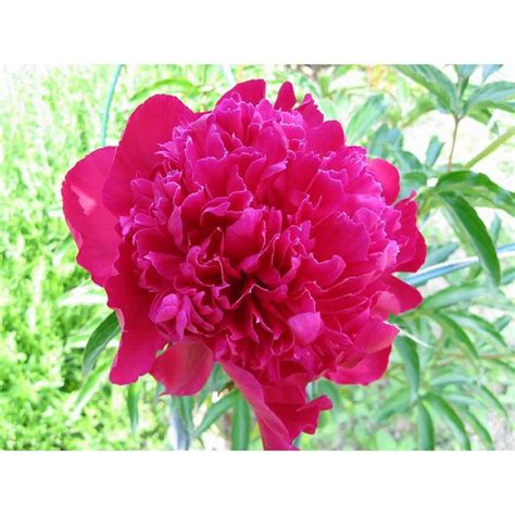 Bell Nursery Gal Karl Rosenfield Peony Paeonia Live Shrub With