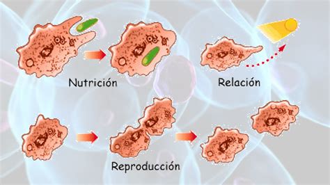 Partes de la célula humana y 8 funciones principales