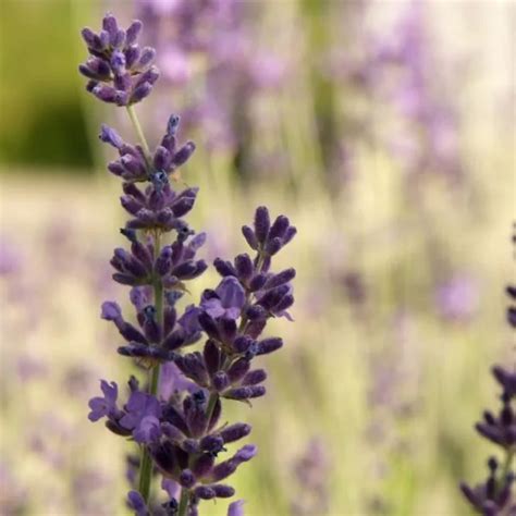 Avignon Early Blue Lavender Lavandula Angustifolia Pas1213797