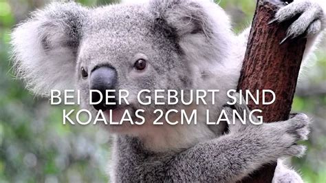 10 Fakten über Koala Bären YouTube