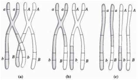 Genes Ligados Blog De Biologia