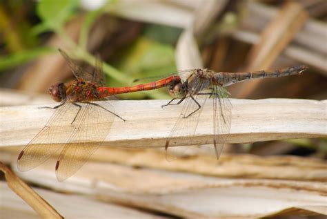 Große Heidelibelle Tandem Sympetrum striolatum Gesehen Flickr