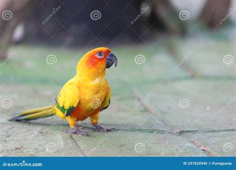 Parrot On A Stick With Its Beak Wide Open Stock Image Cartoondealer