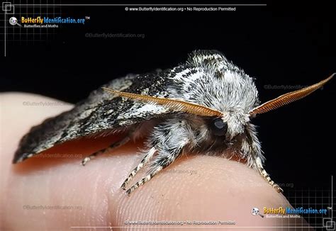 Close Banded Yellowhorn Moth