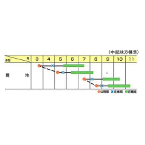 イエロー・マジック 100粒 ズッキーニ 【神田育種農場 種 たね タネ 】【通常5倍 5のつく日はポイント10倍】 Ki0115全国種苗