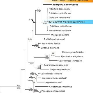 A Phylogenetic Tree Generated By Maximum Parsimony And Bayesian