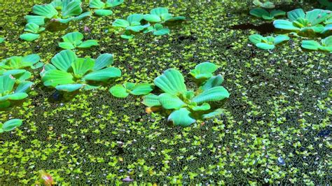 Pistia Stratiotes Swims Among Aquatic Plants Rootless Duckweed Wolffia