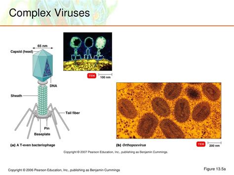 viruses viroids  prions powerpoint