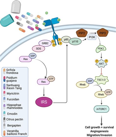 Anti Diabetic Drugs Affecting PI3K AkT PKB Pathway Created With