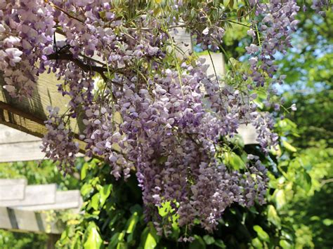 Wisteria Glicynia Prolific Internetowy Sklep Ogrodniczy Podkarpackie Sady