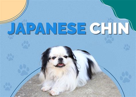 Japanese Chin Breed Information