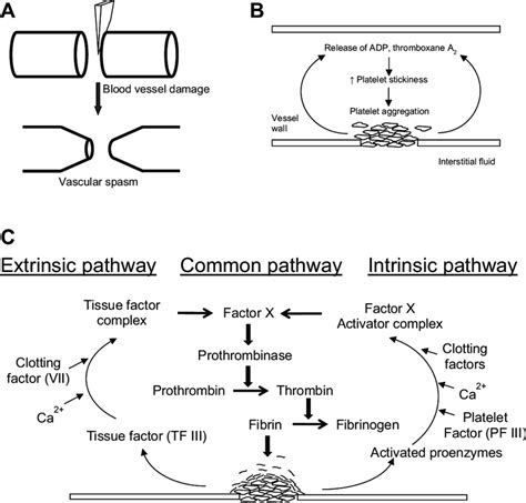 Diagrammatic representation of the three phases involved in hemostasis ...