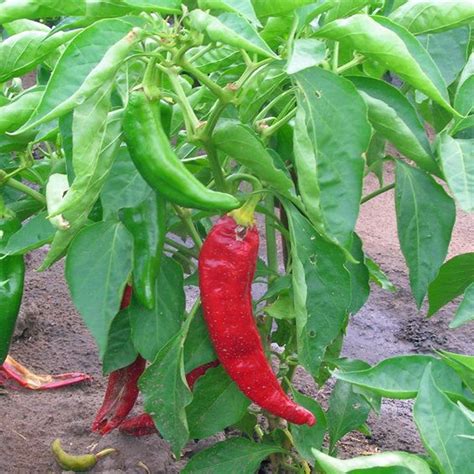 Anaheim Chili Red Hot Pepper Plants for Sale - GrowJoy