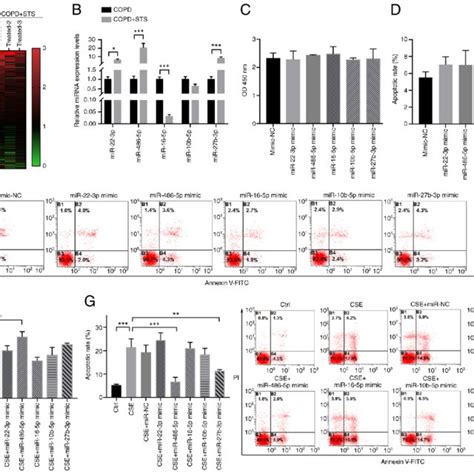 Exosome Shuttled Mir 486 5p Protects Lung Cells In Vitro A Mirna Download Scientific Diagram