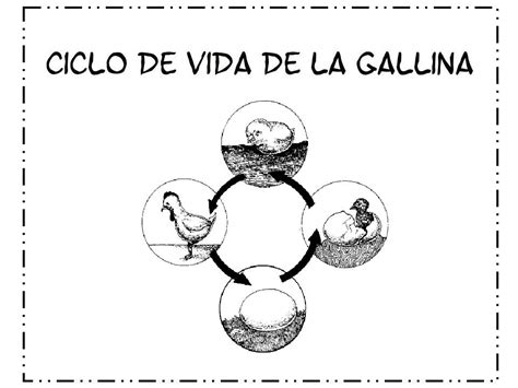 Recursos Y Actividades Para Educación Infantil Ciclo De La Vida De Una Gallina