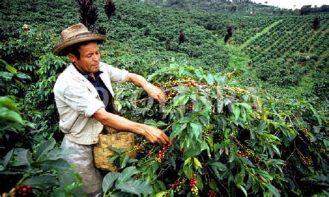 Producci N Anual De Caf De Colombia Cierra En Millones De