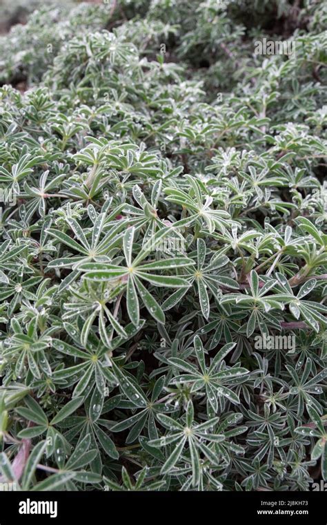 Lupinus arboreus yellow coastal bush lupine covered in dew Stock Photo ...