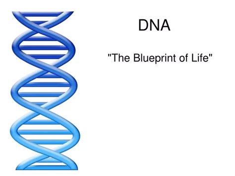 Ppt Dna Powerpoint Presentation Free Download Id6410228