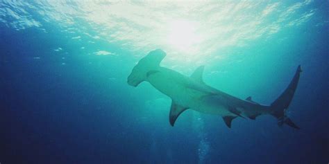 Which Caribbean island has the most shark attacks? - Caribbean Uncovered