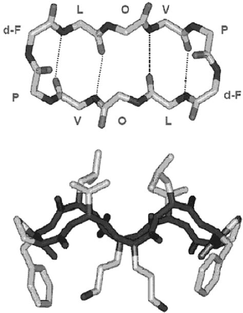 Figure From The Antimicrobial Peptide Gramicidin S Permeabilizes