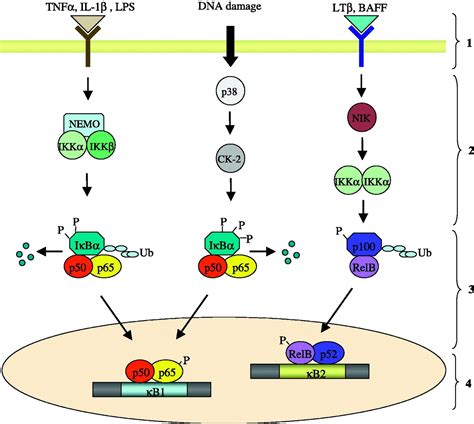 The Role Of Nuclear Factor Kappa B In Human Labour In Reproduction