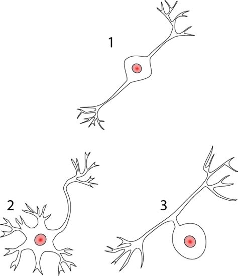 NEURON STRUCTURE AND CLASSIFICATION