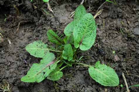 Broad Leaved Dock Weed Control Bayer Crop Science New Zealand