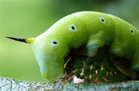 Snowberry Clearwing Moth Caterpillar Project Noah