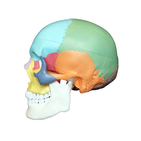 coloured didactic anatomical human skull model skull models