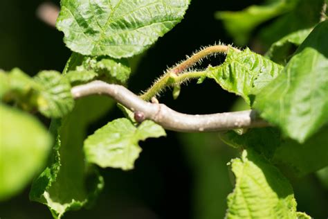 Garten Navi Korkenzieherhasel Corylus Avellana Var Contorta