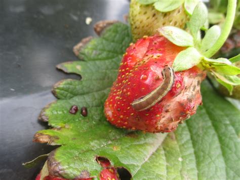 Strawberry Insect Pest Update Purdue University Vegetable Crops Hotline