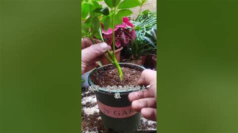 Multiple Grafting On Desert Rose Plant The Best Method In Good Way To Graft Plants 3 Youtube